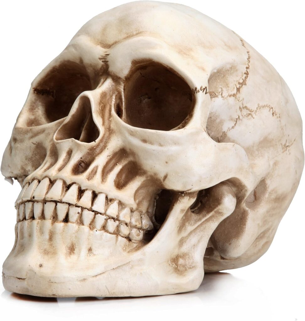 Human Skull Model Decoration